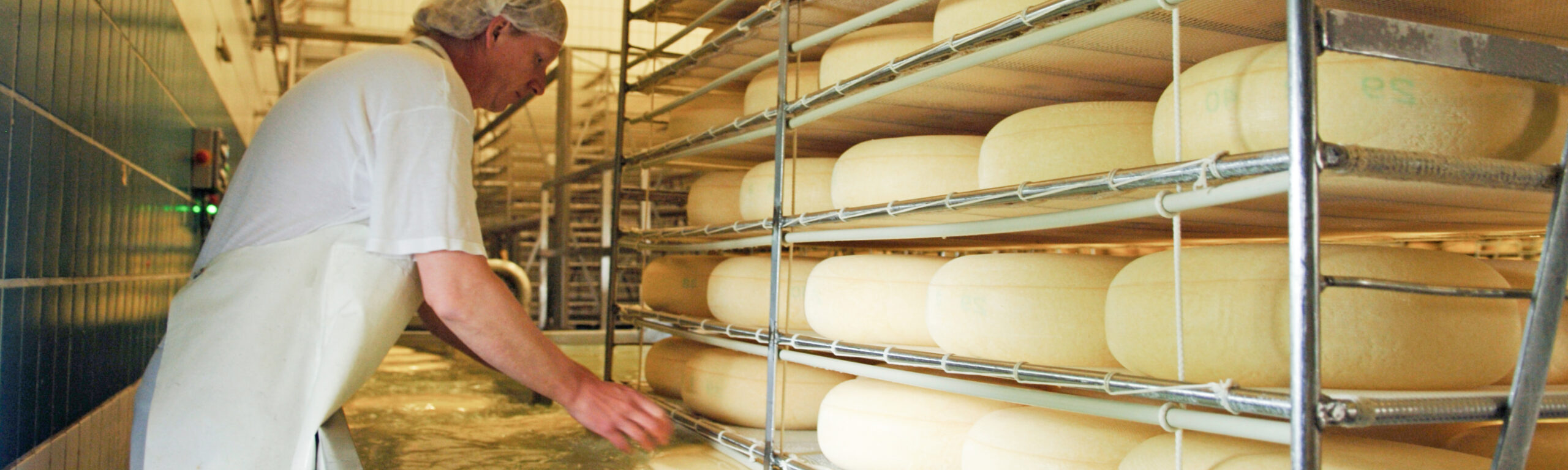 Kaas maken in de zuivelfabriek