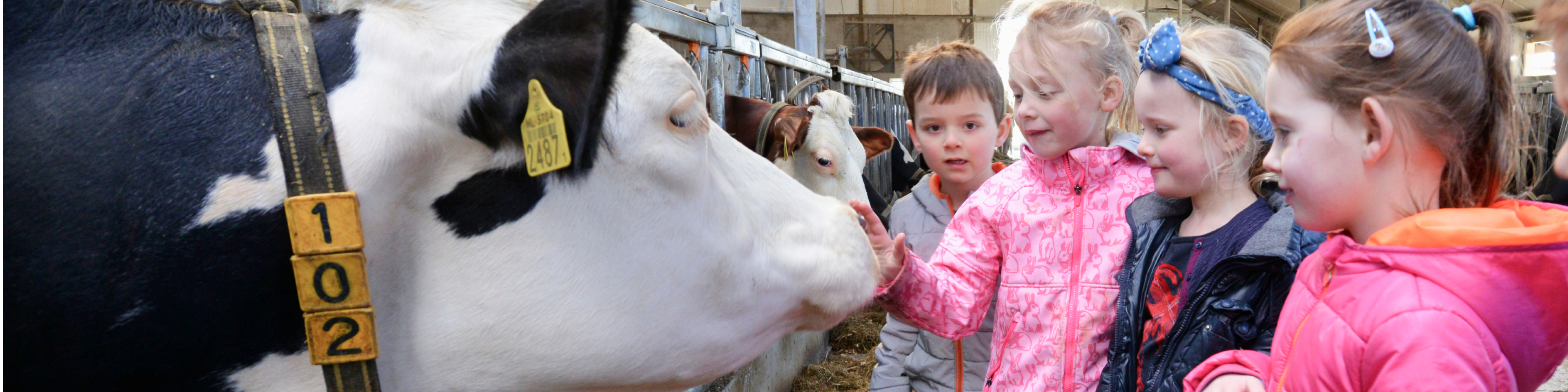 Kinderen bij de koe in de stal